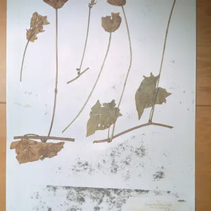 Herbarium Specimen of Calystegia from Santa Cruz Island