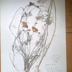 Herbarium Specimen of Eschscholzia from Santa Cruz Island (California Poppy)