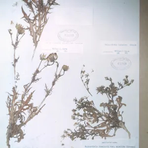 Herbarium Specimen of Various Malacothrix Species from Santa Cruz Island