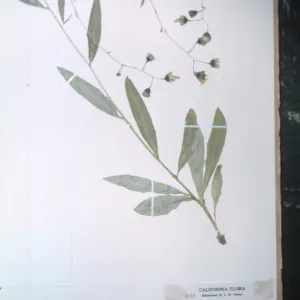 Herbarium Specimen of Hieracium argutum from Santa Cruz Island