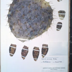 Herbarium Specimen of Opuntia oricola from Santa Cruz Island
