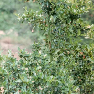 Ceanothus aff. thyrsiflorus, growing in SBBG Island Section