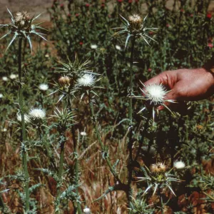 Silybum marianum on Santa Cruz Island