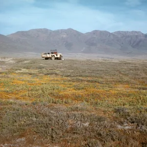Jeep in field of Lasthenia, Fraser Point, Santa Cruz Island