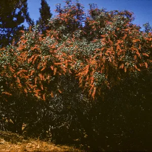 Comarostaphylis diversifolia ssp. planifolia, Santa Cruz Island
