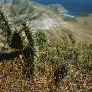 Santa Cruz Island; Opuntia littoralis
