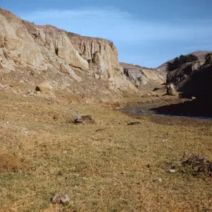 Canada de los Sauces with Fossil Tree Logs on Santa Cruz Island