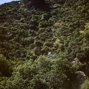 Chaparral with Lyonothamnus floribundus in Distance on Santa Cruz Island