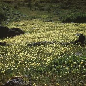 Creamcups blooming at Coches Prietos, Santa Cruz Island