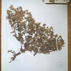 Herbarium specimen of Malacothrix squalida from Santa Cruz Island