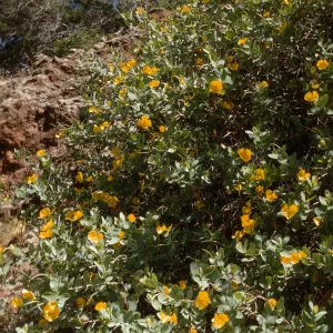 Dendromecon rigida, Santa Cruz Island