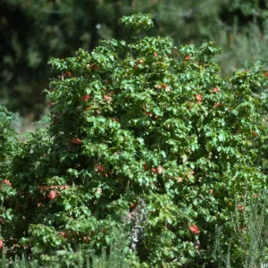 Island barberry, Santa Cruz Island
