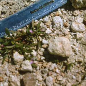 Santa Cruz Island, Calandrinia