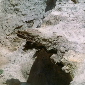 Santa Cruz Island, fossil log in sediment