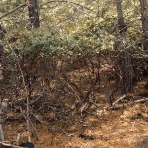 Santa Cruz Island