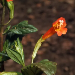 Mimulus flemingii from Santa Cruz Island