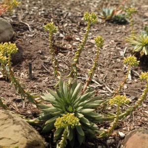 Dudleya greenei from Santa Cruz Island
