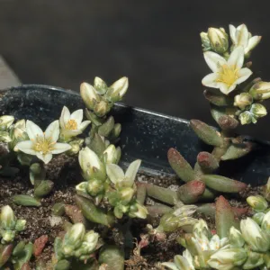 Dudleya nesiotica from Santa Cruz Island