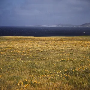 Santa Rosa Island, California poppies in pasture