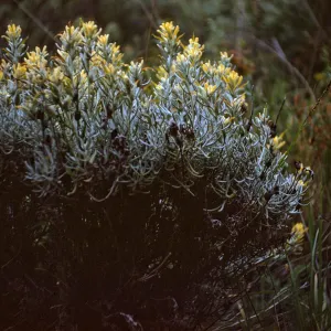 Castilleja hololeuca on Santa Rosa Island