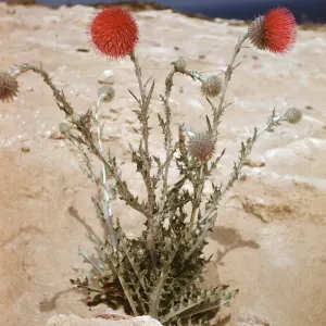 Cirsium occidentale blooming in sand spill on Santa Rosa Island