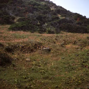 Zigadenus on Santa Rosa Island