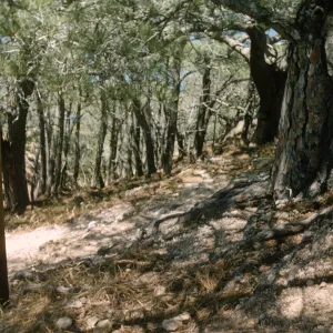 Upper Torrey Pines Station, Santa Rosa Island