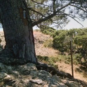 Upper Torrey Pines Station, Santa Rosa Island