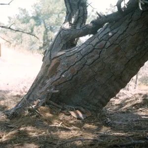 Lower Torrey Pines Station, Santa Rosa Island