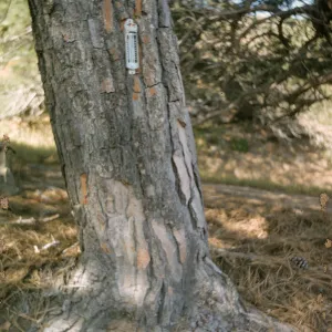 Lower Torrey Pines Station, Santa Rosa Island