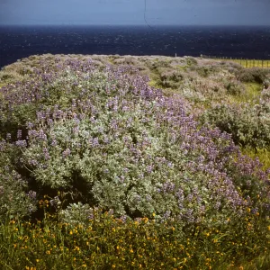 Lupinus ( Lupine) in bloom on Santa Rosa Island