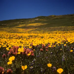 Orthocarpus and Tidytips blooming at East Point, Santa Rosa Island 