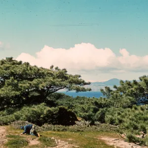 Torrey Pine Grove, Santa Rosa Island