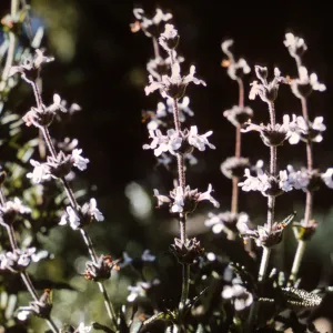 Salvia brandegeei (Brandegees Sage) from Santa Rosa Island, grown at SBBG