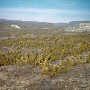 Bergerocactus emoryi on San Clemente Island