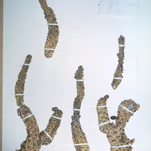 Herbarium specimen of Opuntia prolifera from San Clemente Island