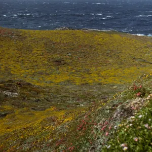 San Miguel Island, Harris Point