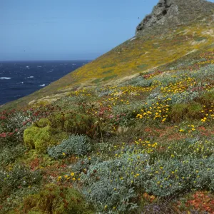 San Miguel Island, Harris Point