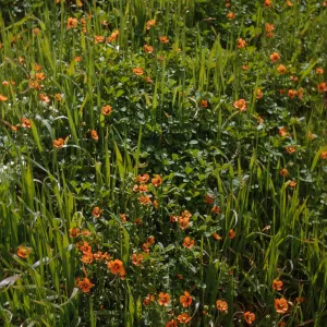 plants on San Miguel Island, Willow Canyon