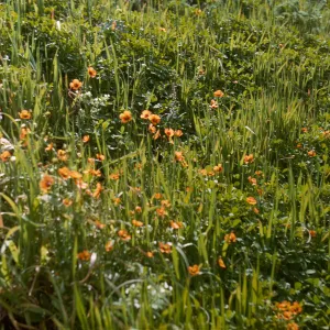 plants on San Miguel Island, Willow Canyon