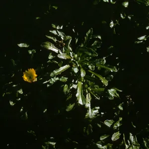 Malacothrix on San Miguel Island