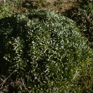 Malacothrix on San Miguel Island