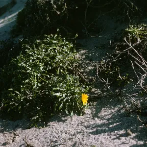 Malacothrix on San Miguel Island