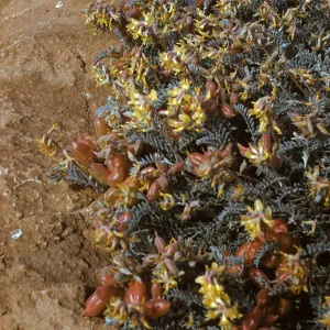 Astragalus miguelensis, San Miguel Island