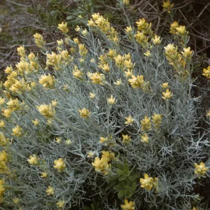 San Miguel Island, Castilleja hololeuca