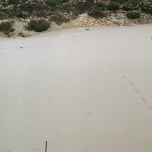 NPS dune transect on San Miguel Island, Willow Canyon