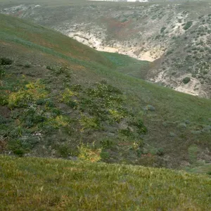 NPS vegetation transect on San Miguel Island