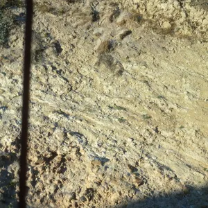 vegetation transect on San Miguel Island, Willow Canyon