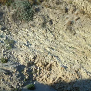 vegetation transect on San Miguel Island, Willow Canyon