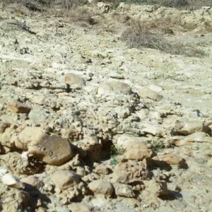 vegetation transect on San Miguel Island, Willow Canyon